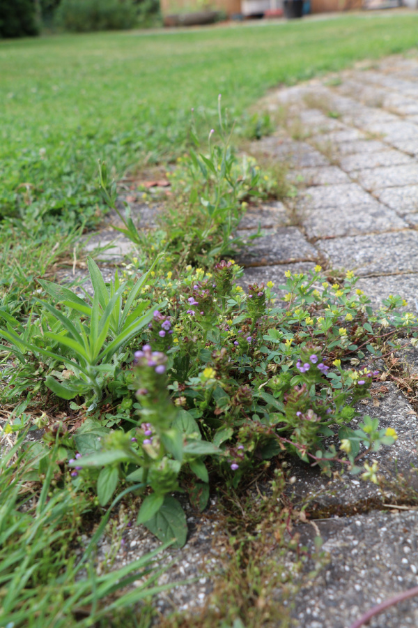 kill weeds with vinegar