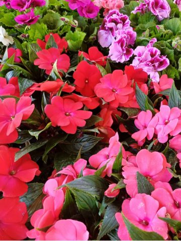 when to fertilize impatiens