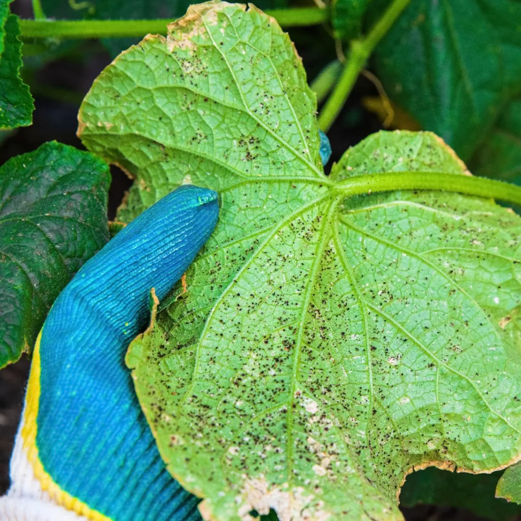 stop aphids in a vegetable garden