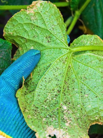 stop aphids in a vegetable garden