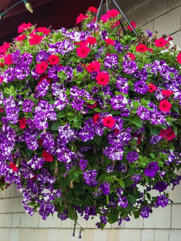 best fertilizer for hanging baskets