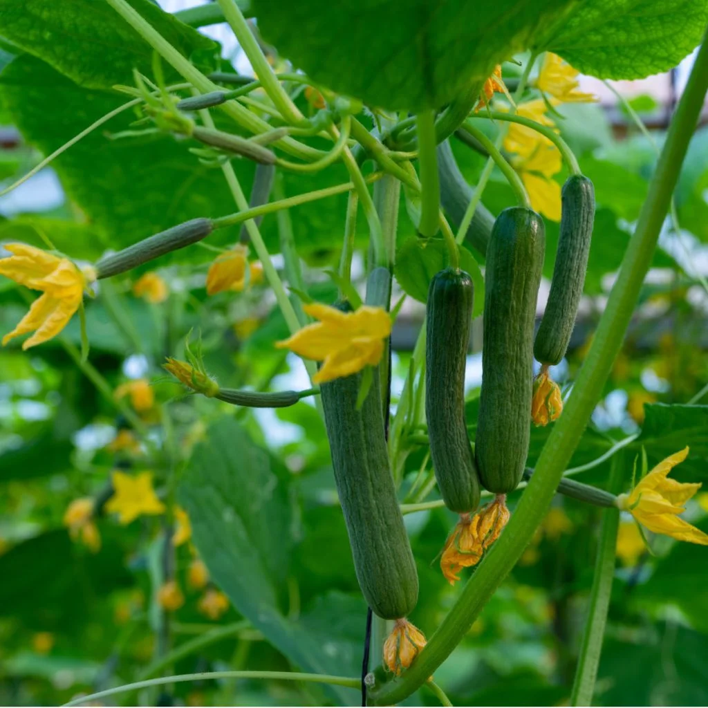 cucumber plants feeding