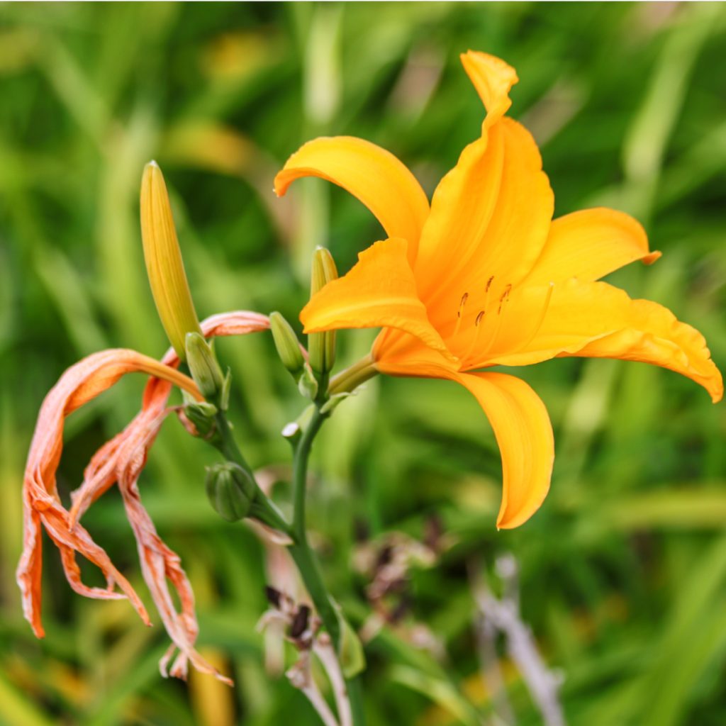 how to deadhead daylilies