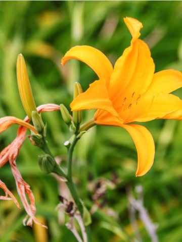 how to deadhead daylilies