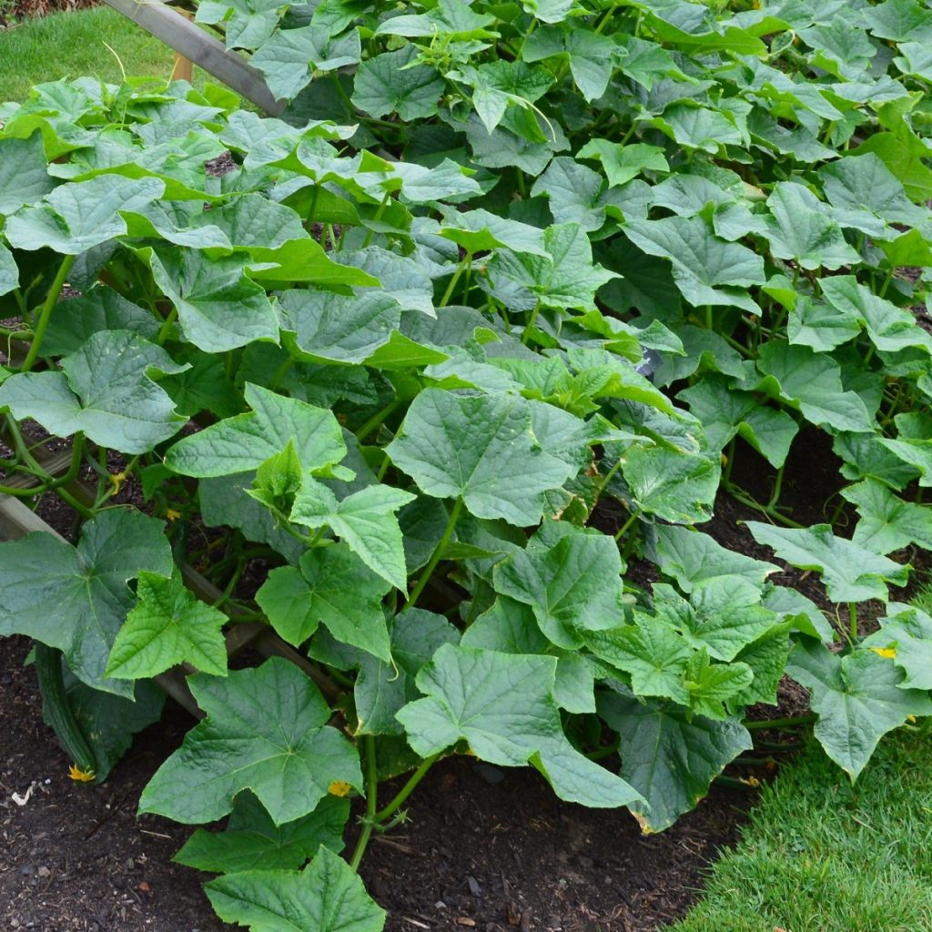 feeding cucumber plants