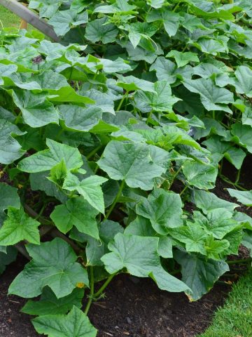 feeding cucumber plants