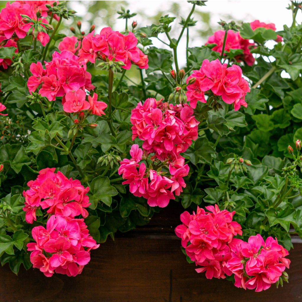 fertilize potted geraniums