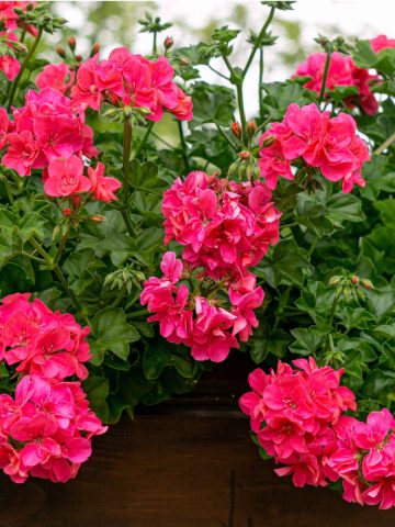 fertilize potted geraniums