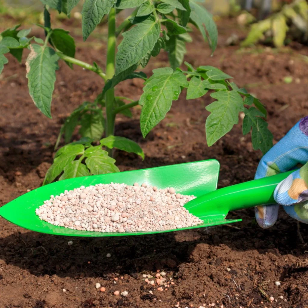 mistakes fertilizing vegetable plants