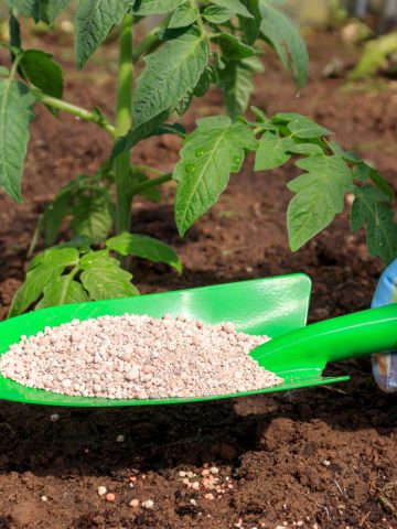 mistakes fertilizing vegetable plants