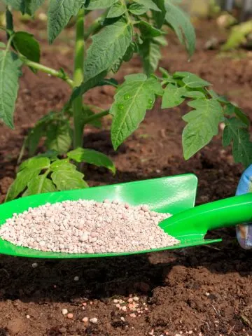 mistakes fertilizing vegetable plants