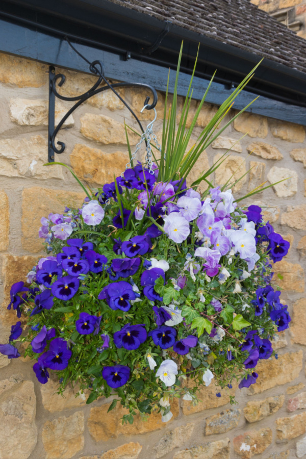 revive struggling hanging baskets