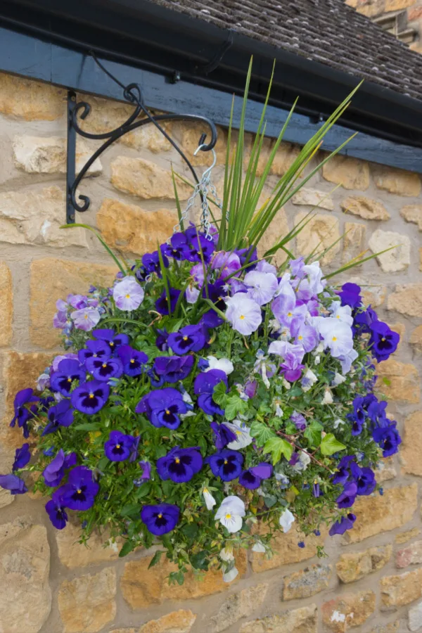 revive struggling hanging baskets