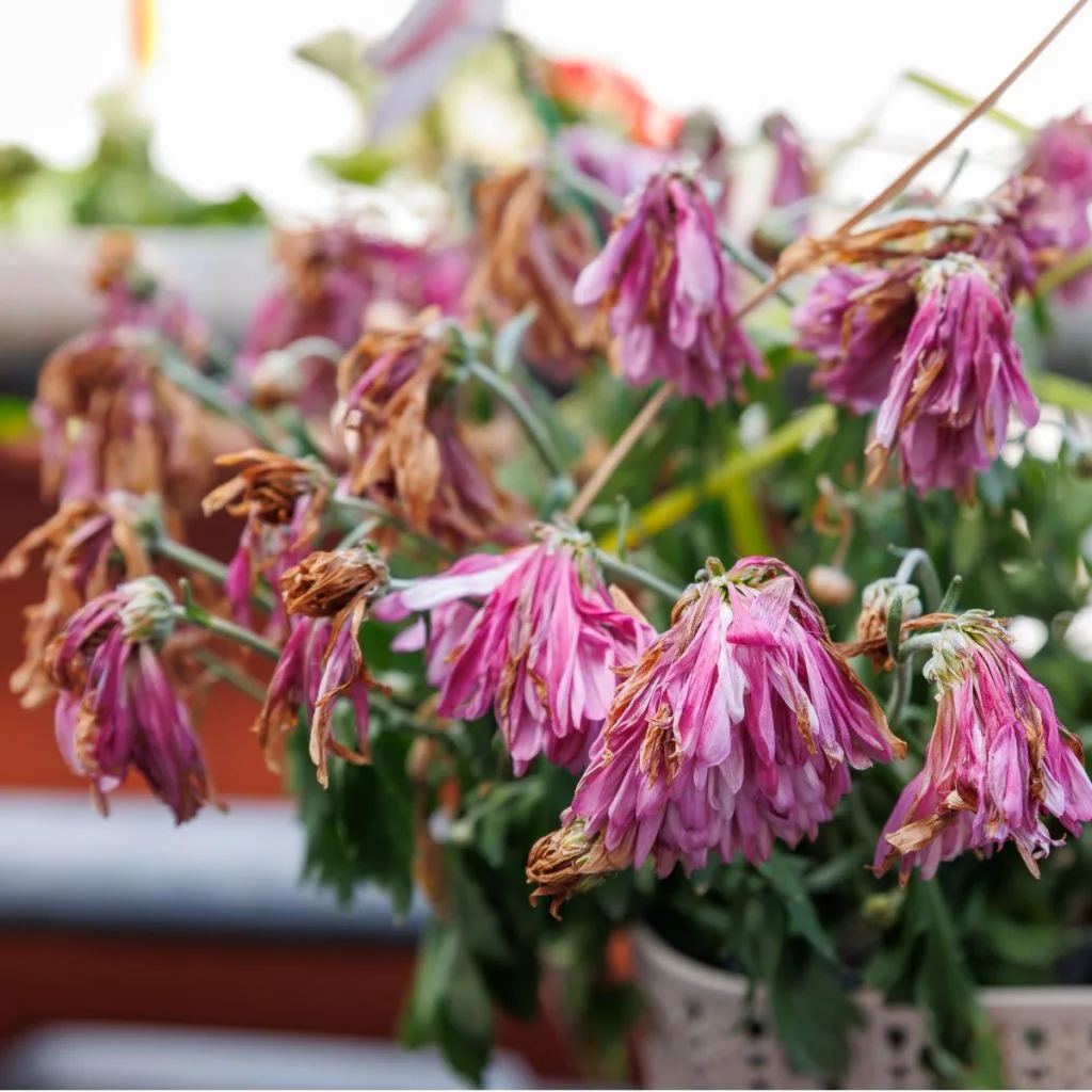 help struggling hanging baskets