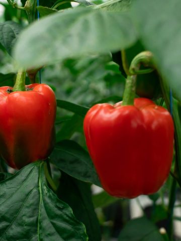 jumpstart pepper plants