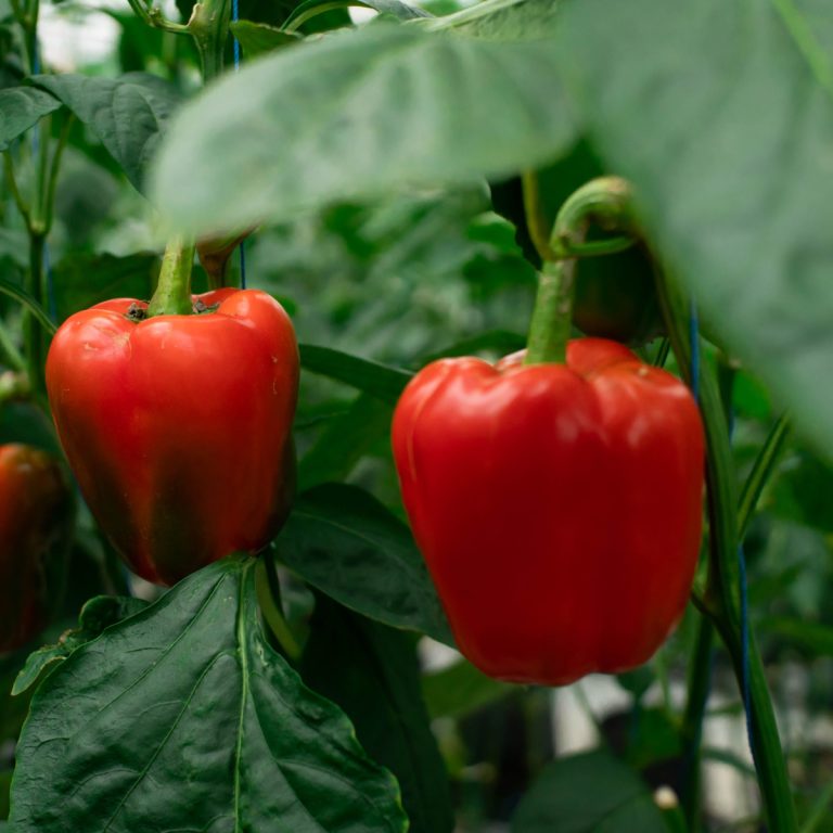 jumpstart pepper plants