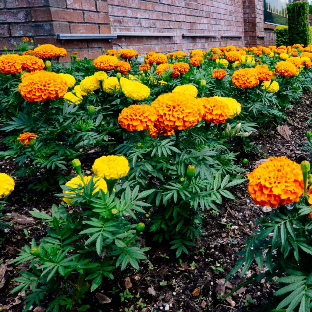 keep marigolds blooming