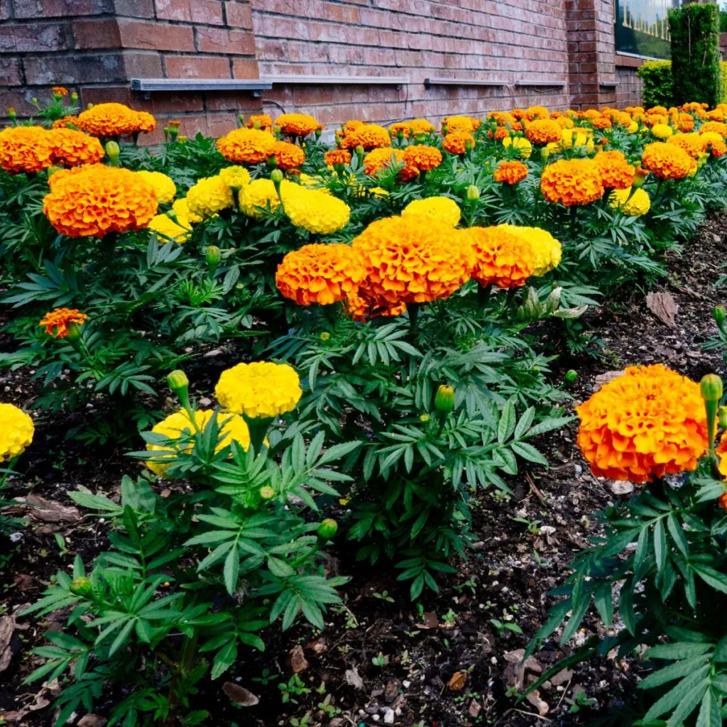 keep marigolds blooming