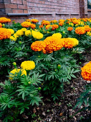 keep marigolds blooming