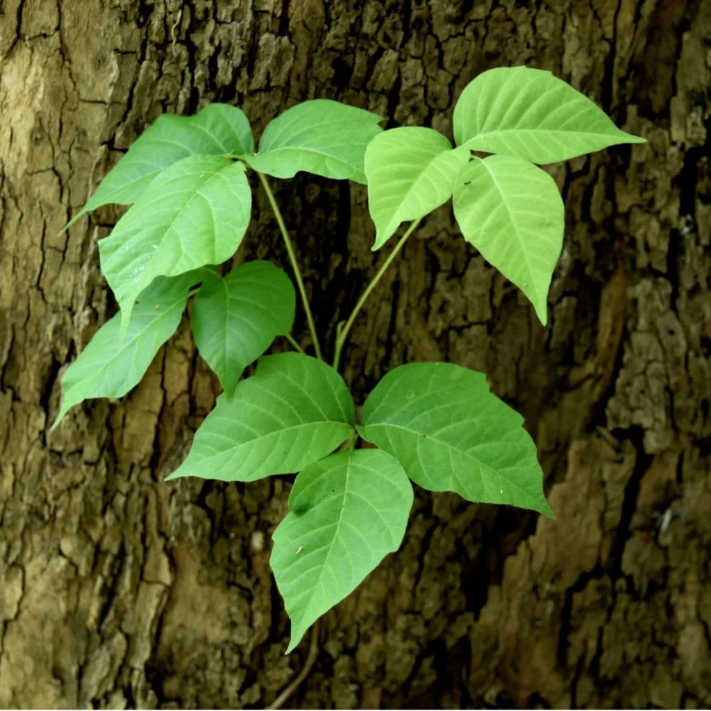 kill poison ivy