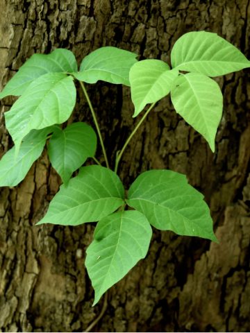 kill poison ivy