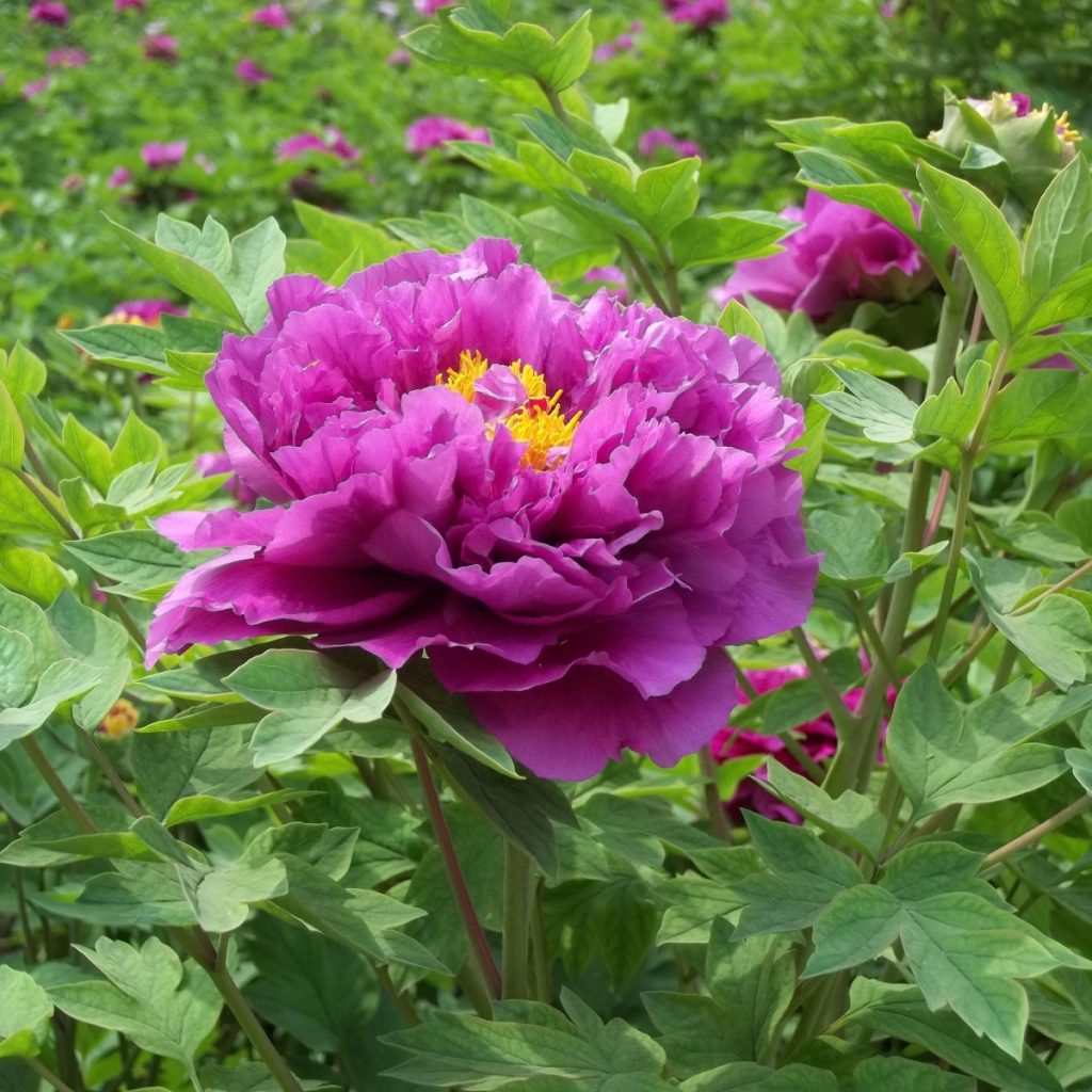 peonies after they bloom