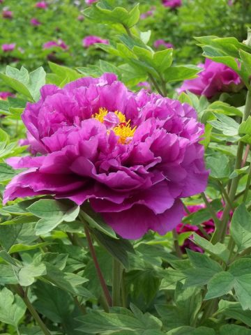 peonies after they bloom