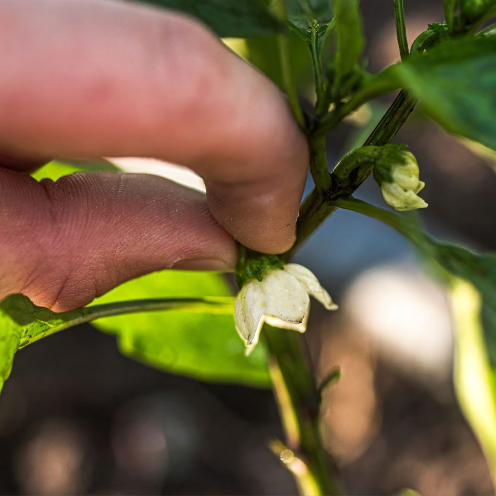 prune young pepper plants