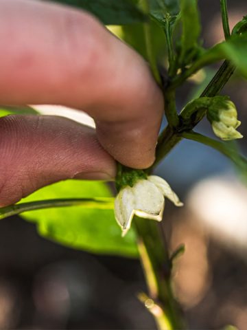prune young pepper plants
