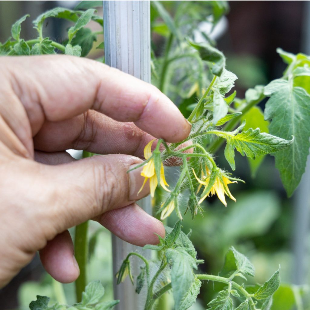 prune young tomato plants - blossoms