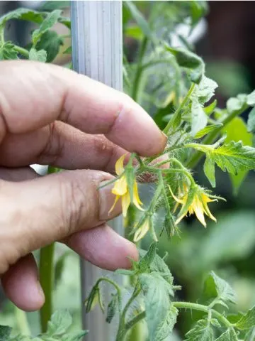 prune young tomato plants - blossoms