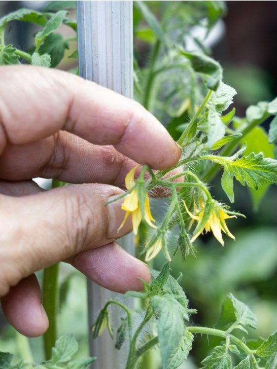 prune young tomato plants - blossoms
