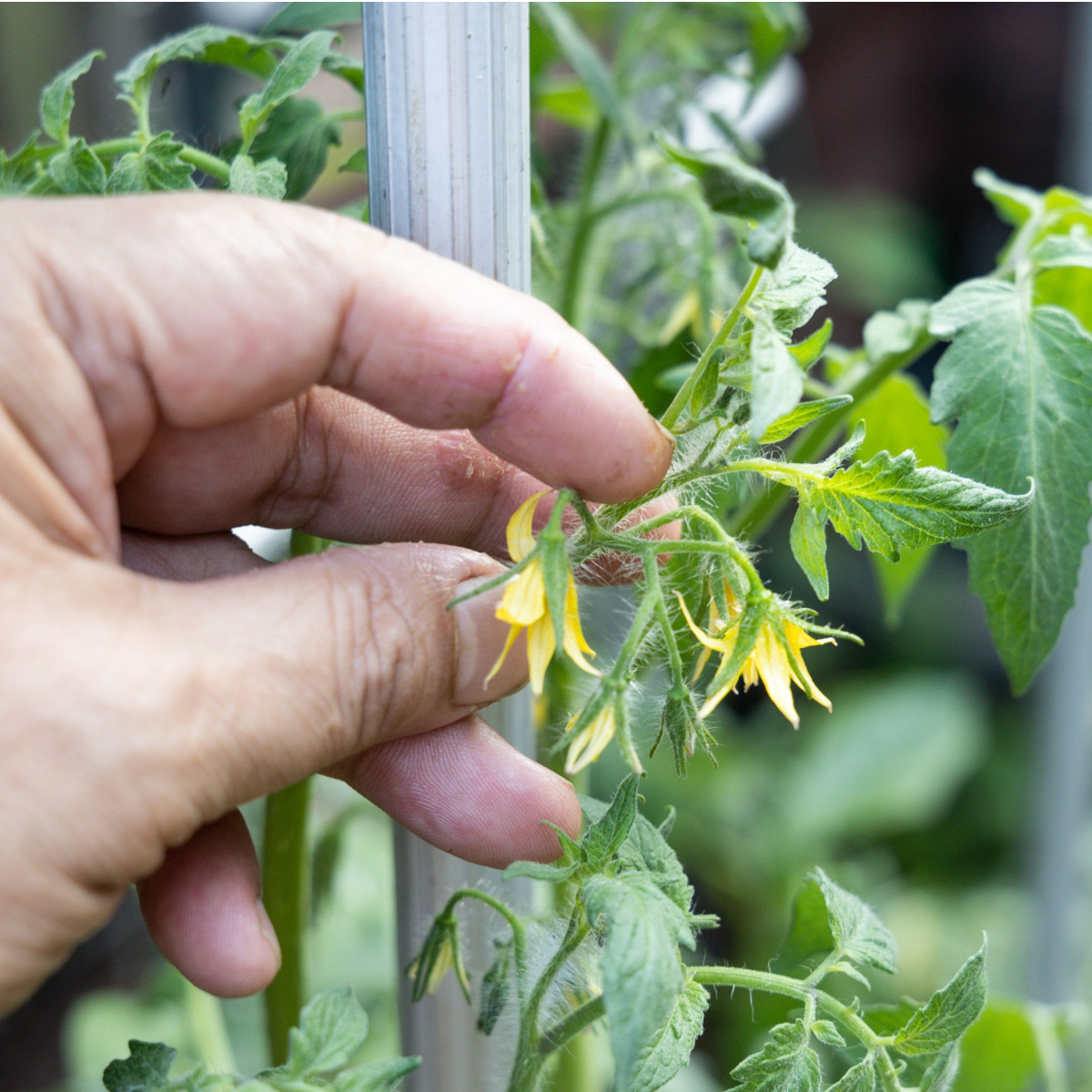 prune young tomato plants - blossoms