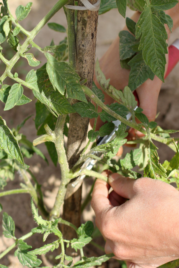 prune young tomato plants