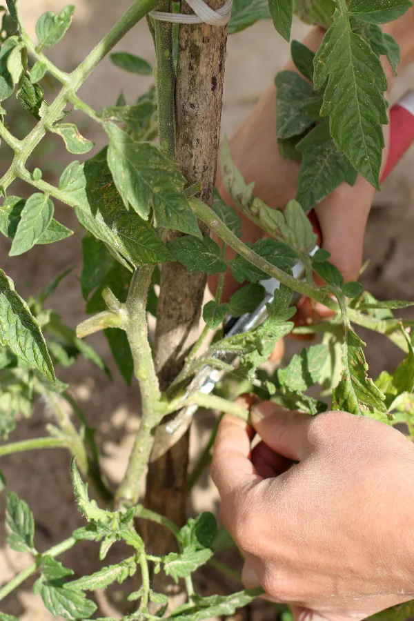 prune young tomato plants