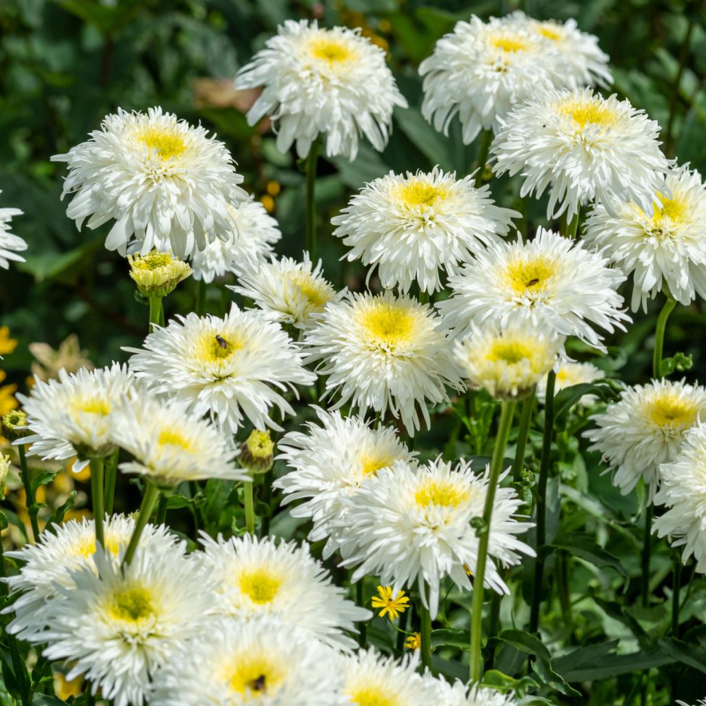 best drought resistant perennials