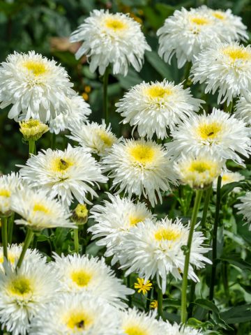 best drought resistant perennials