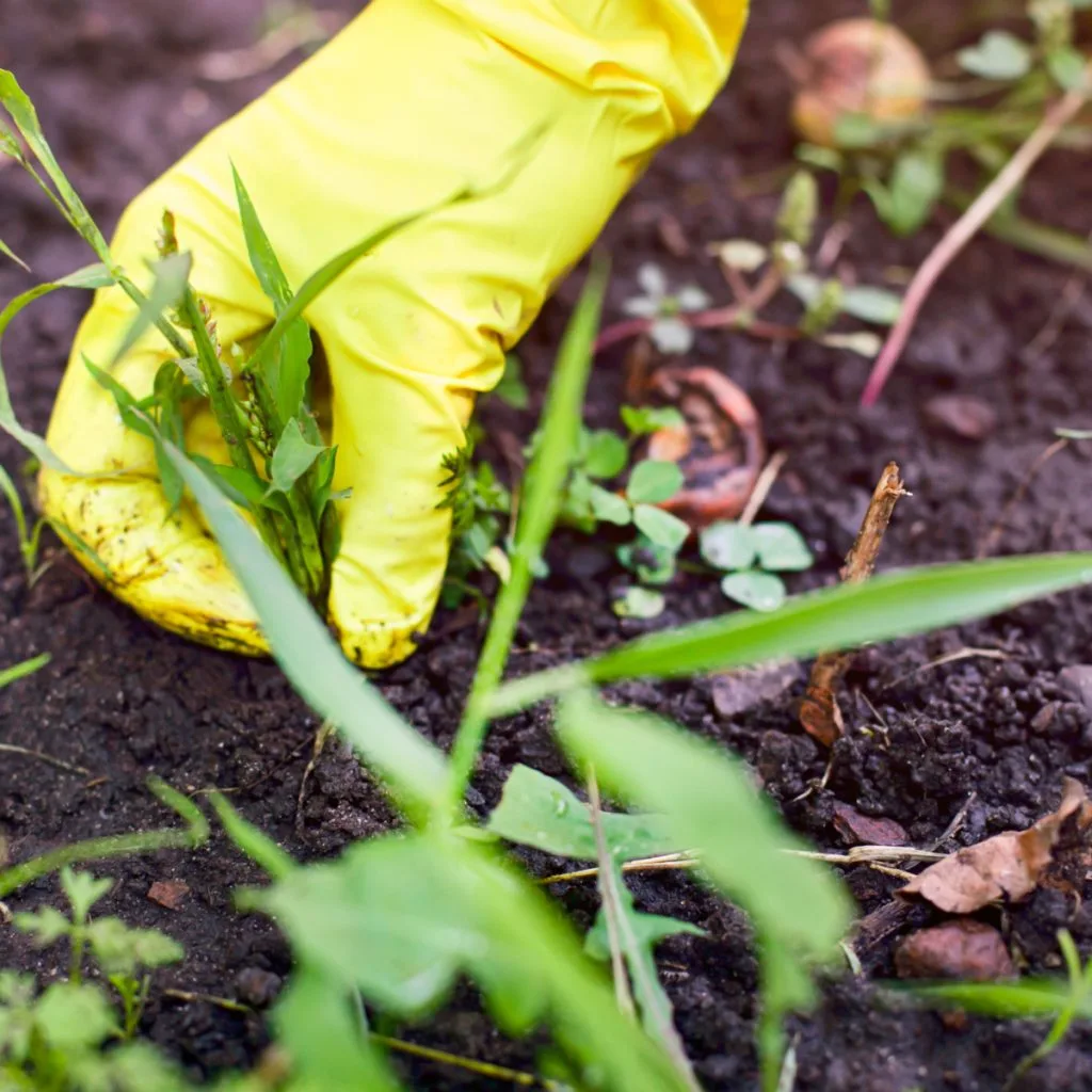 eliminate weeds in flowerbeds