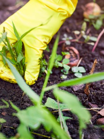 eliminate weeds in flowerbeds