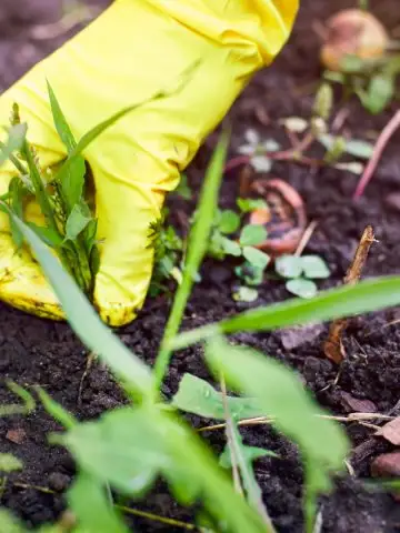 eliminate weeds in flowerbeds