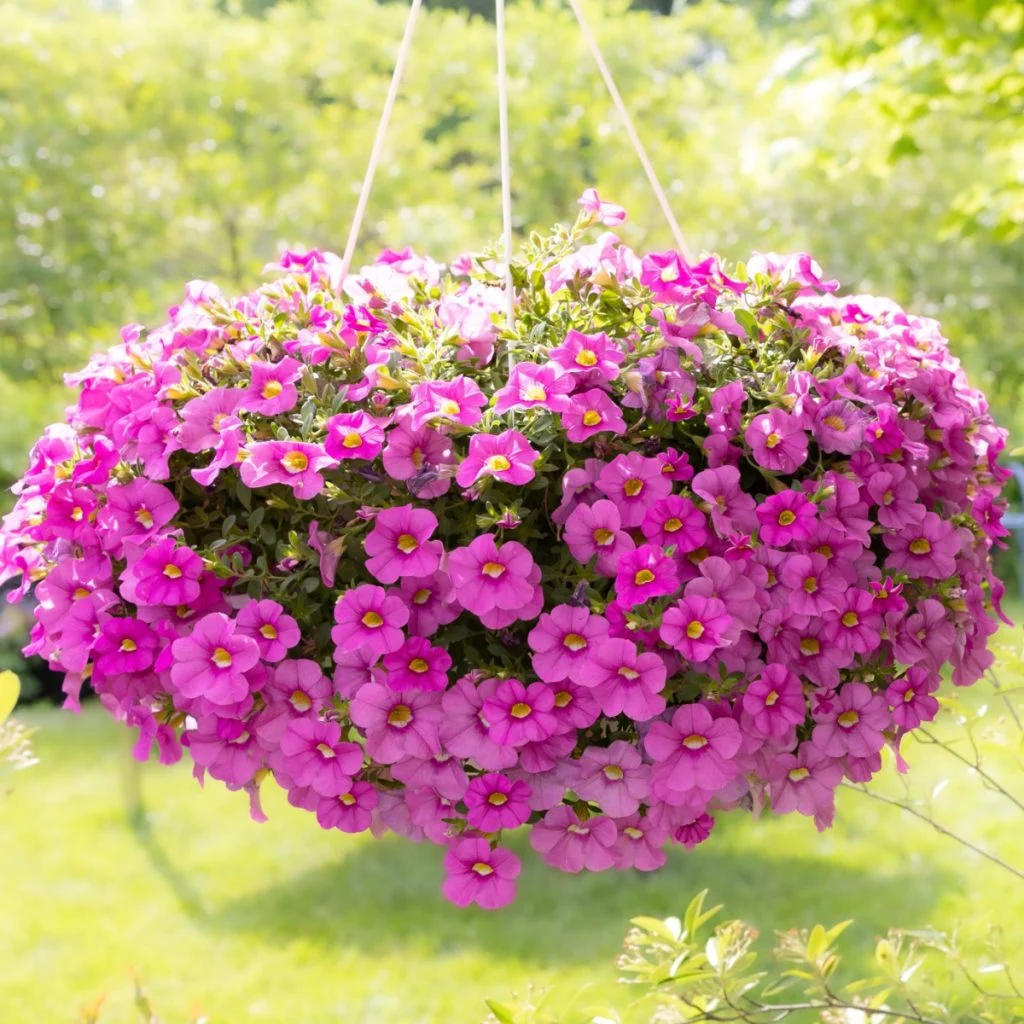 fertilize hanging baskets in summer