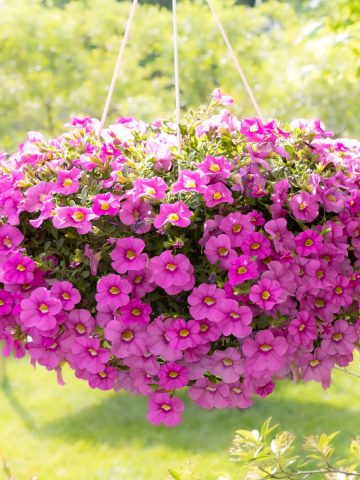 fertilize hanging baskets in summer