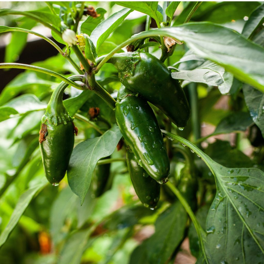 fertilize peppers in the summer