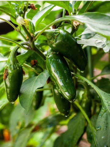 fertilize peppers in the summer