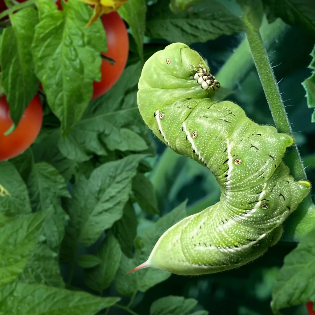 stop and find tomato hornworms