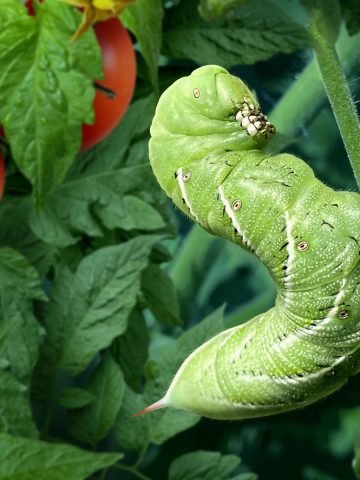 stop and find tomato hornworms