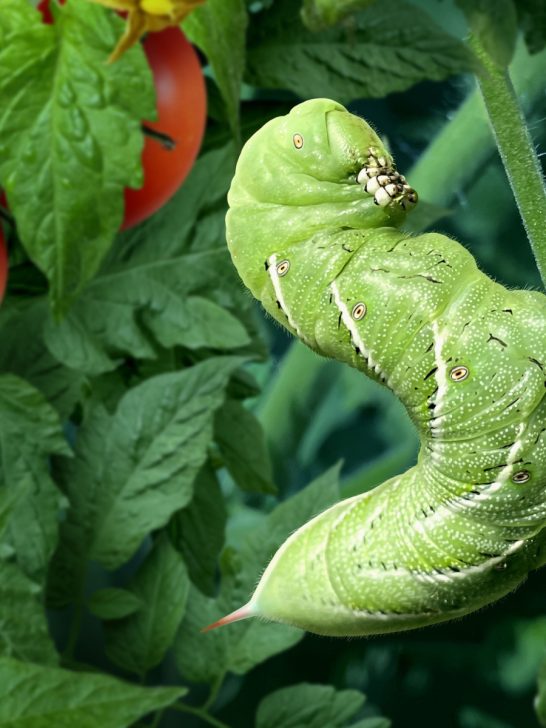 stop and find tomato hornworms