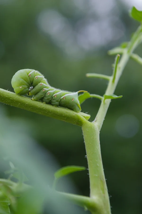 stop tomato hornworm