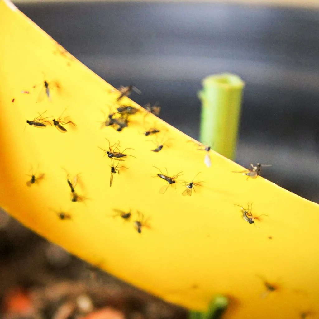keep gnats out of your kitchen