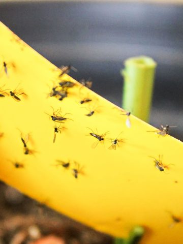 keep gnats out of your kitchen